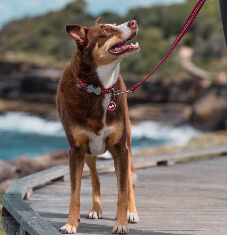 Chien en bordure de mer, équipé d'une médaille Red Dingo 01-BO-RE-LG