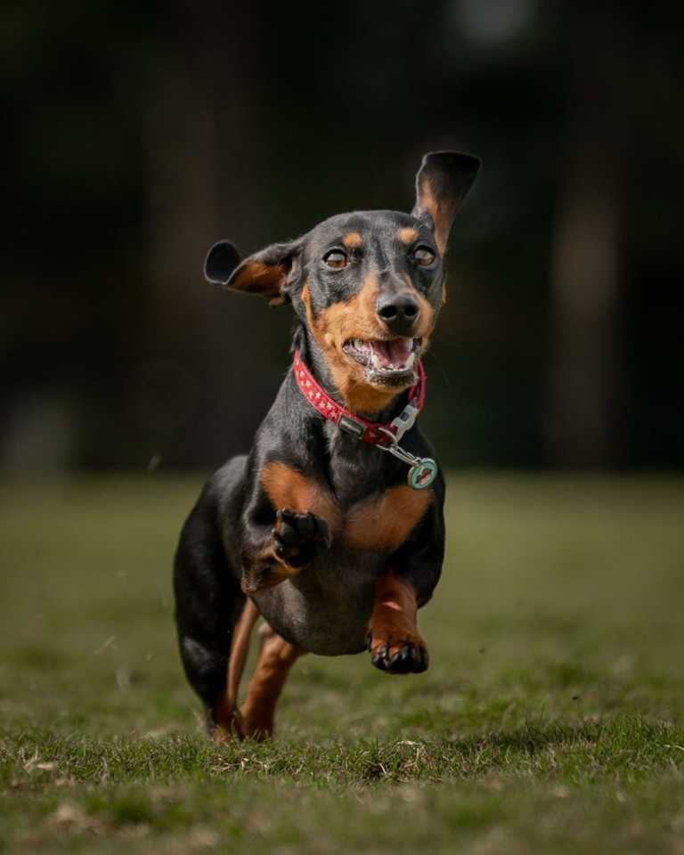 Pinscher en pleine course, portant une médaille Red Dingo 0X-CC-AQ en taille large