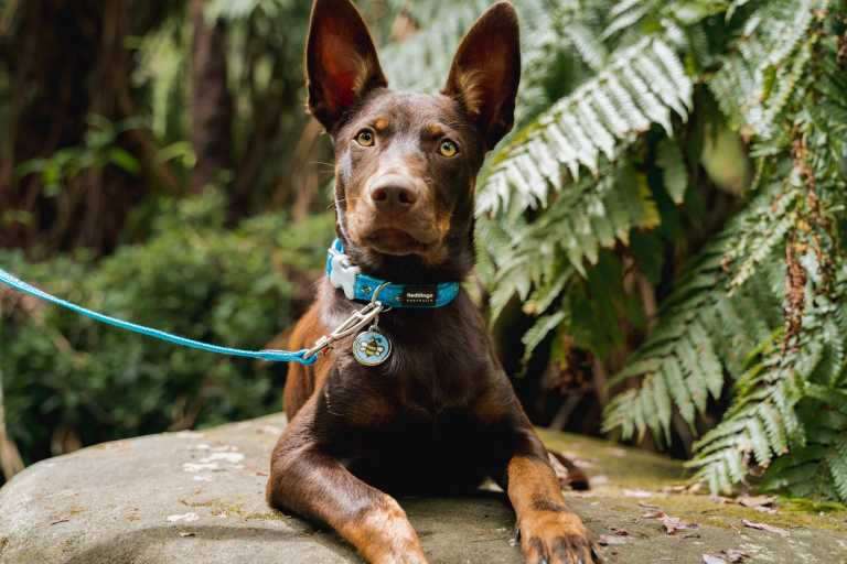 Chien Kelpie australien allongé sur un rocher en forêt, portant un collier bleu Red Dingo avec une médaille motif abeille "01-EL-LB-LG".