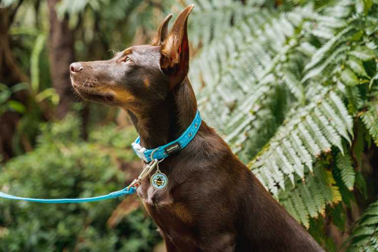 Médaille pour chien à personnaliser Red Dingo "01-EL-LB", motif abeille jaune sur fond bleu, portée par un Kelpie australien en promenade en forêt.